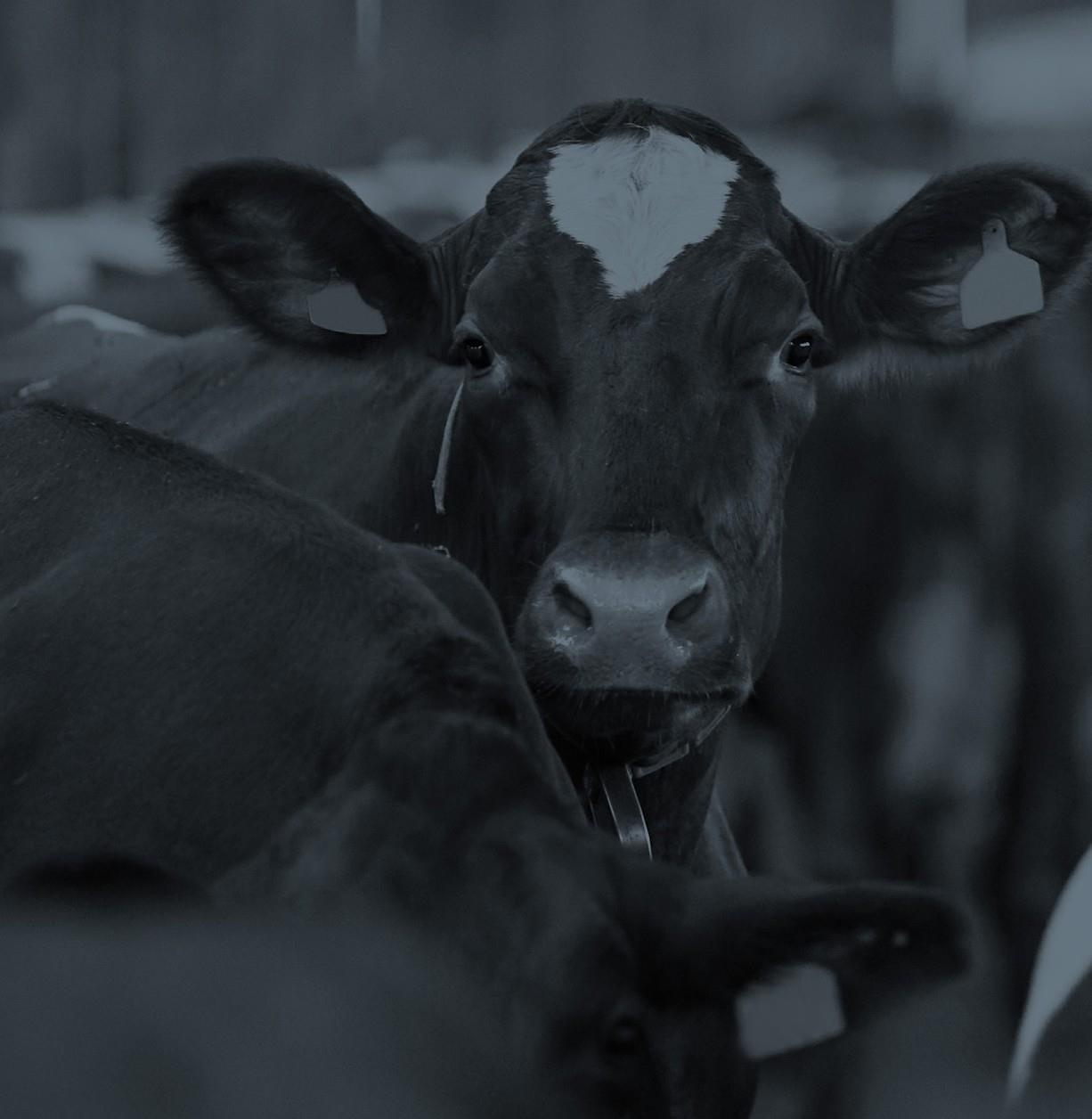 Livestock monitoring